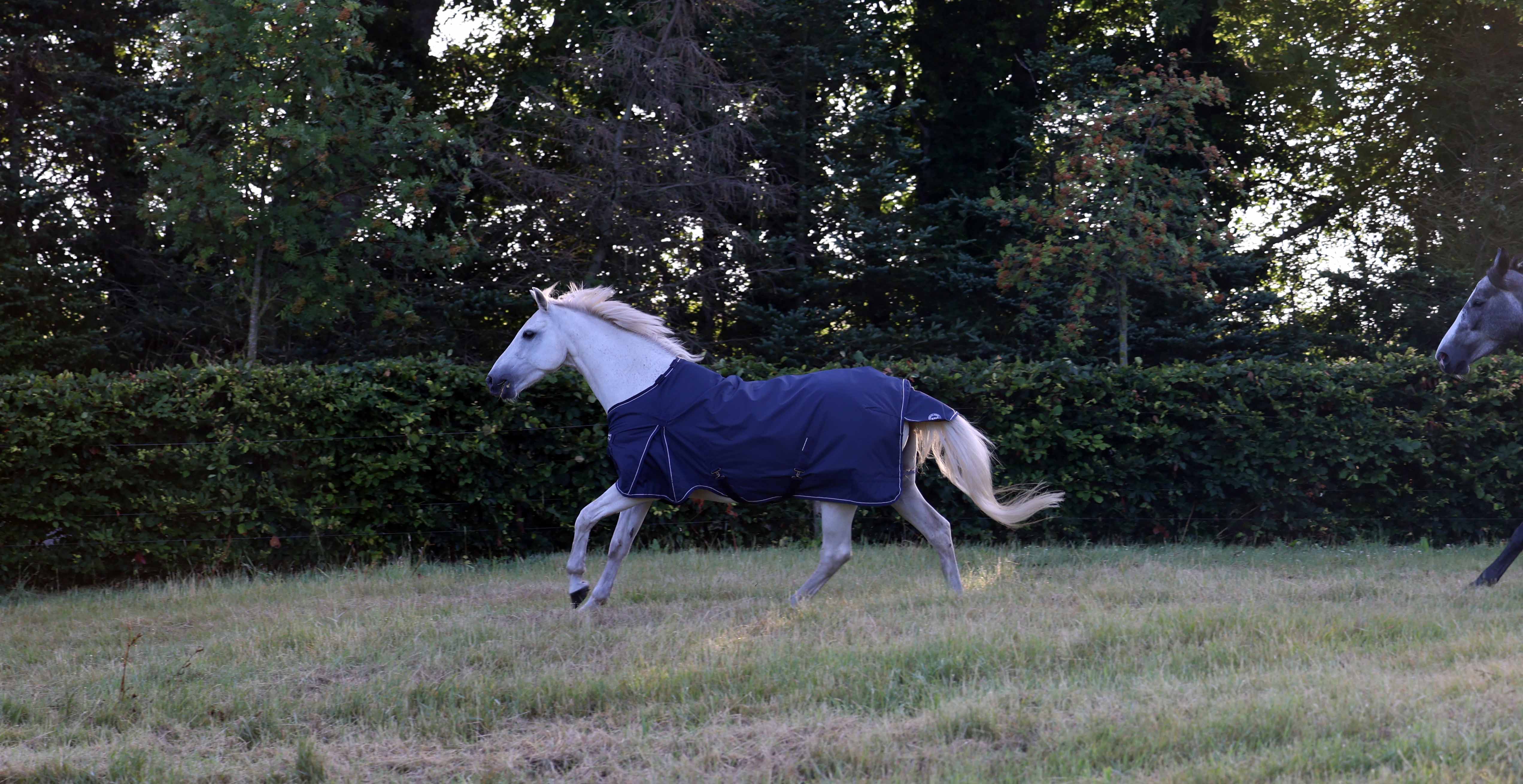 OVERGANGSDÆKKEN TIL HEST