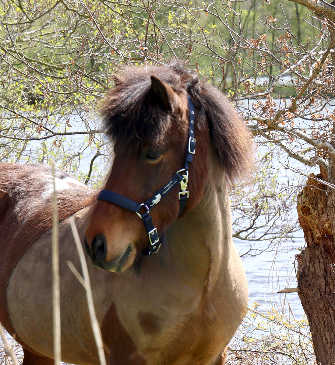 Islænder grime i navy