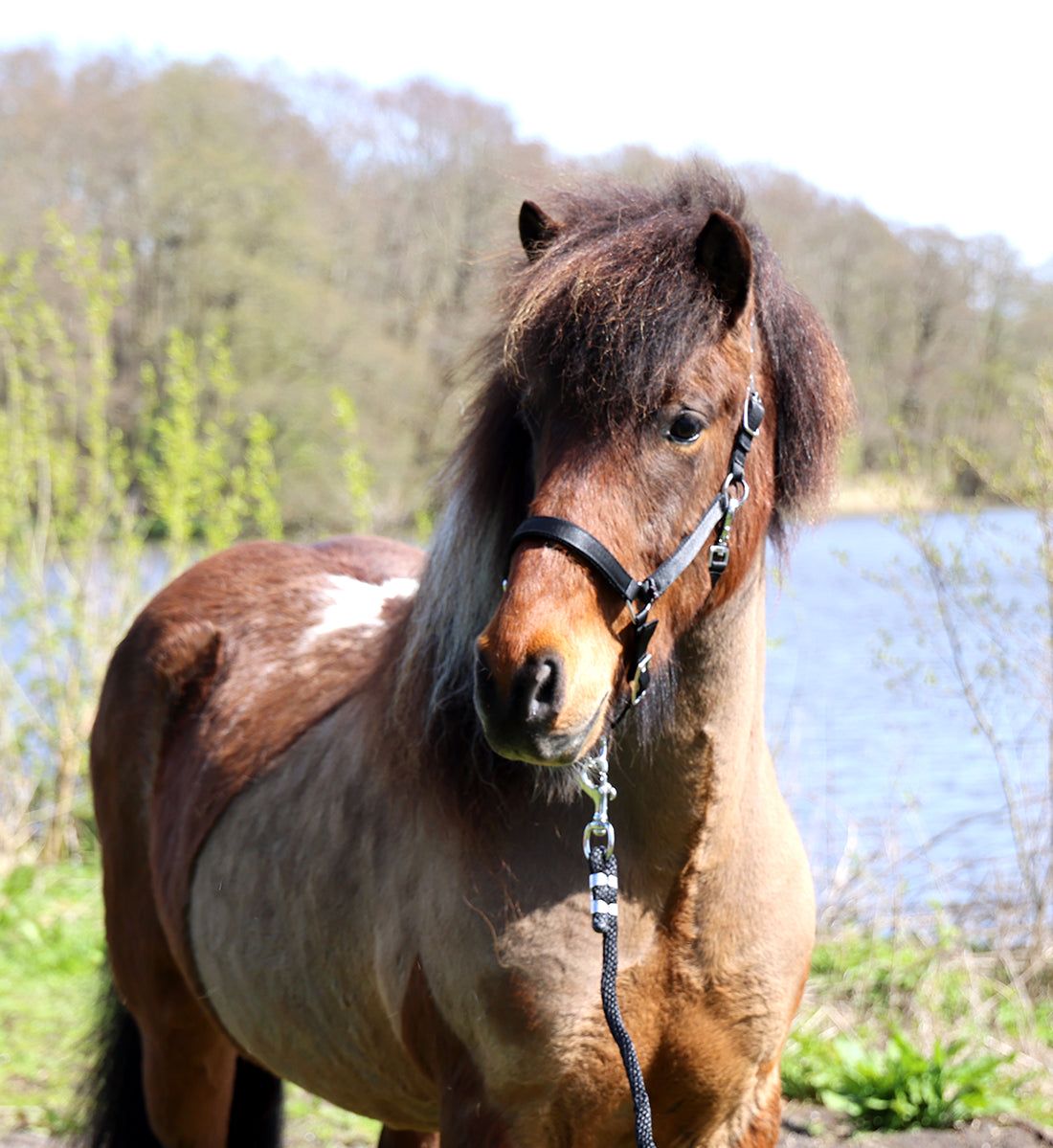 Islænder grime i sort ved sø