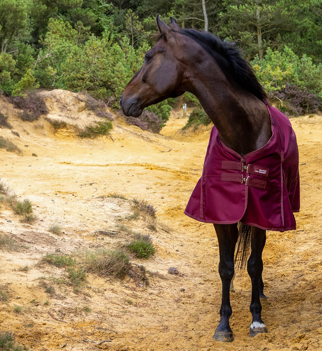 Overgangsdækken 100g RBH SPORT hest kigger bagud