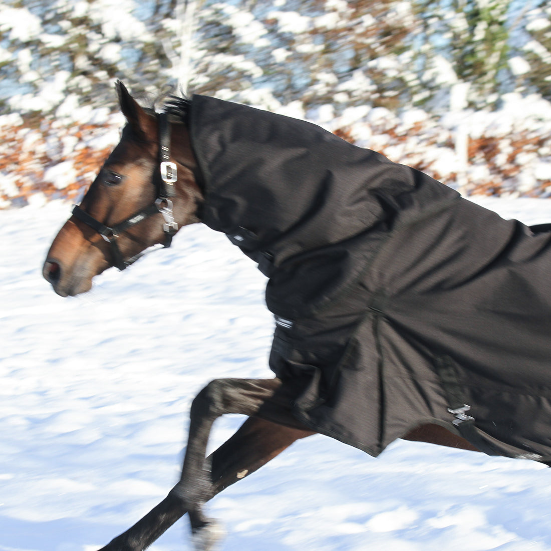 Dækkenhals i sort på hest i hurtig galop
