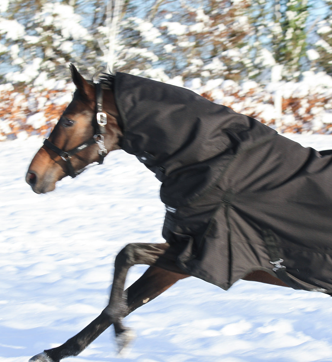 Dækkenhals i sort på hest i hurtig galop