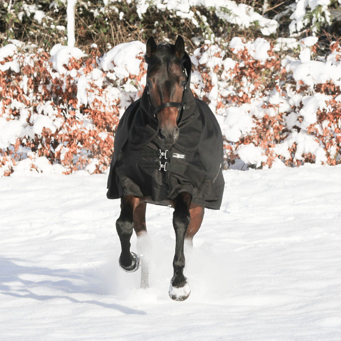Hest med dækkenhals set forfra