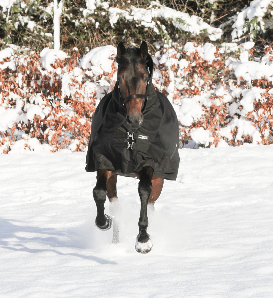 Hest med dækkenhals set forfra