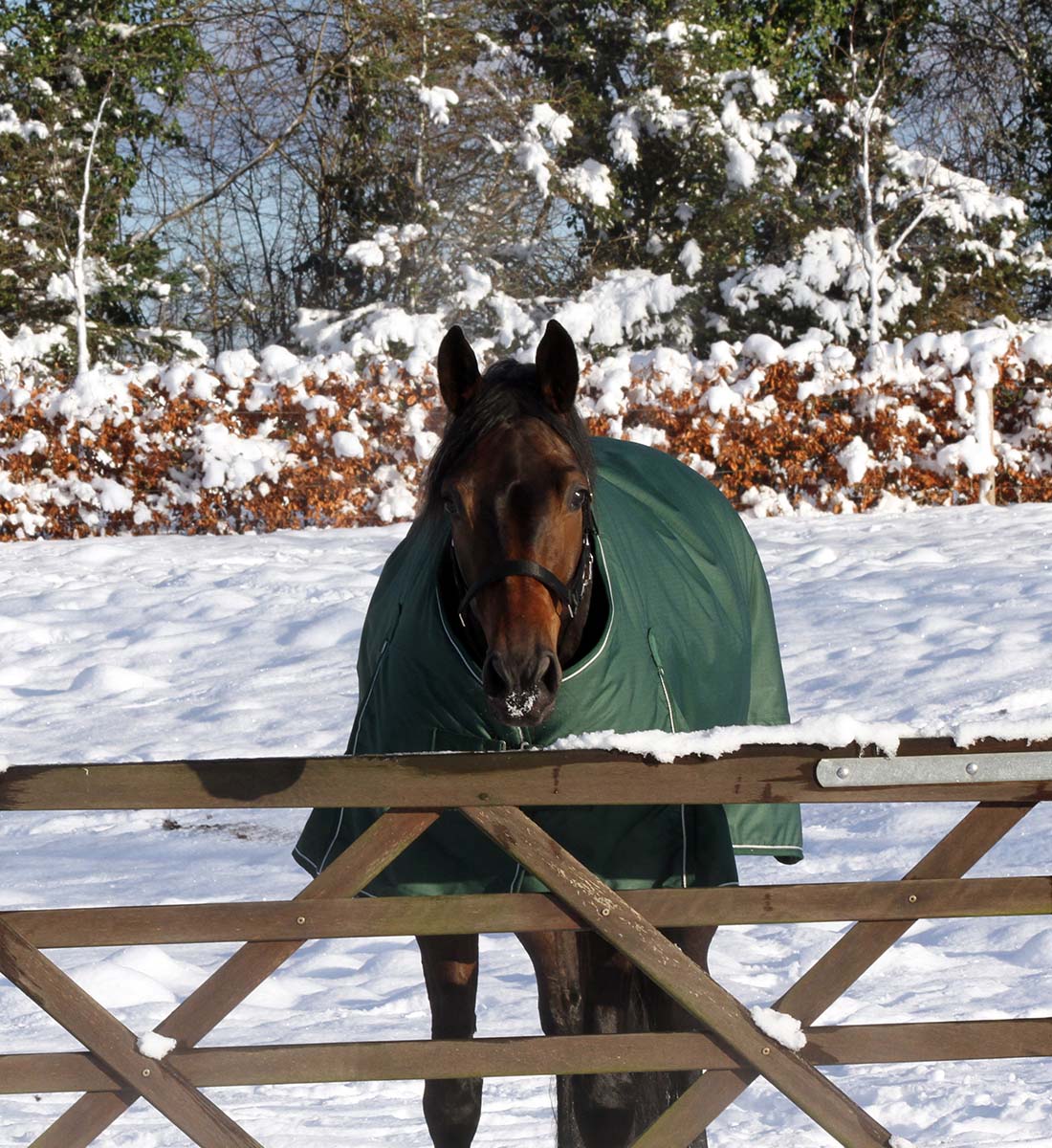 Eco-venligt dækken 200g - eden green, set forfra