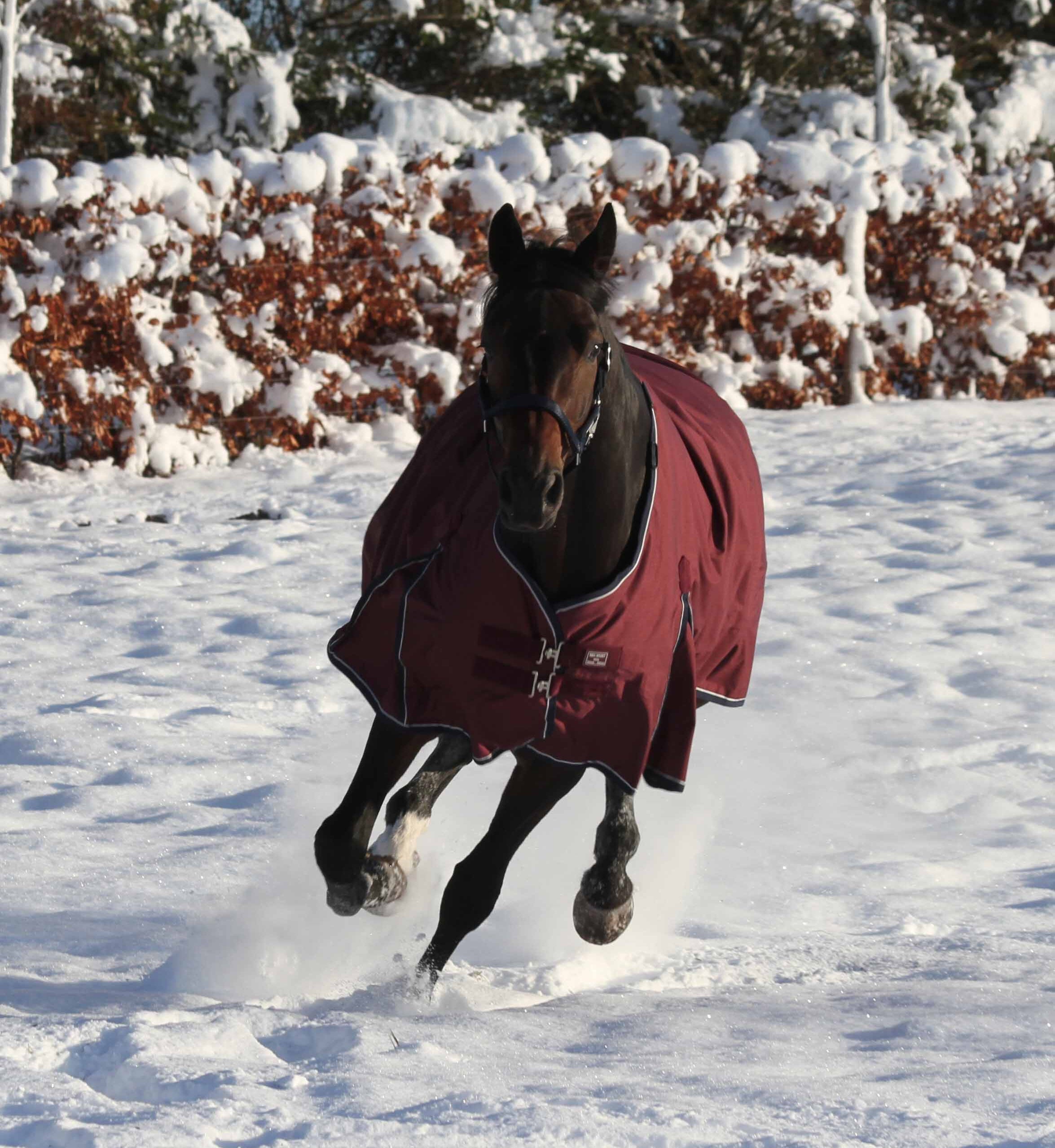 Vinterdækken i 350g i farven Bordeaux