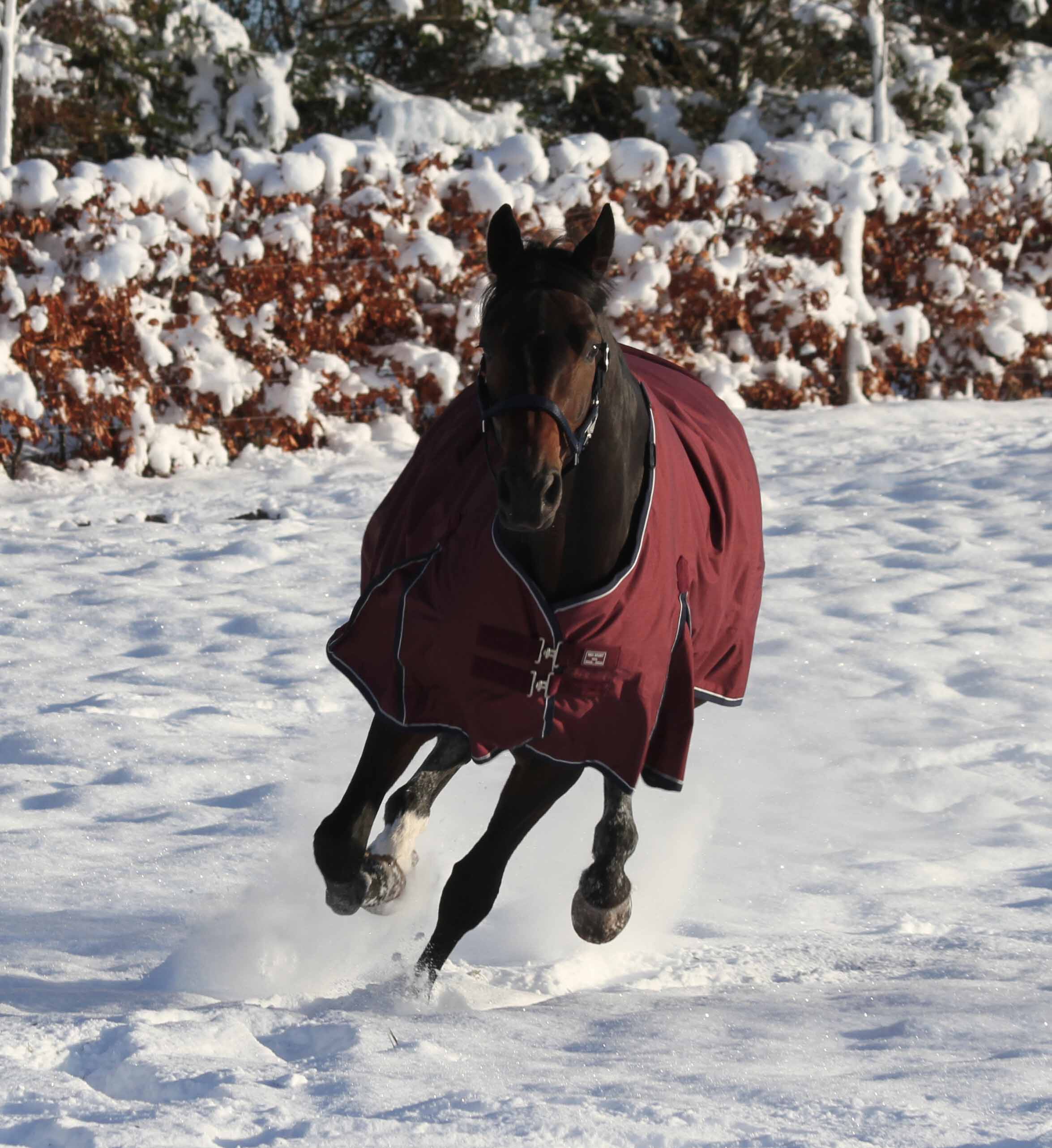 Vinterdækken i 350g i farven Bordeaux