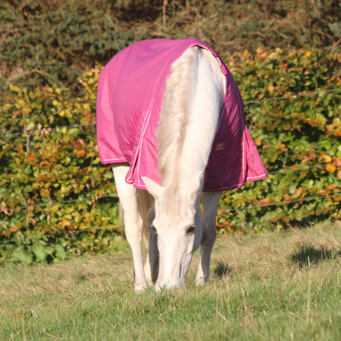Vinterdækken i 350g i farven magenta haze, dækkenet er med rose gold spænder.