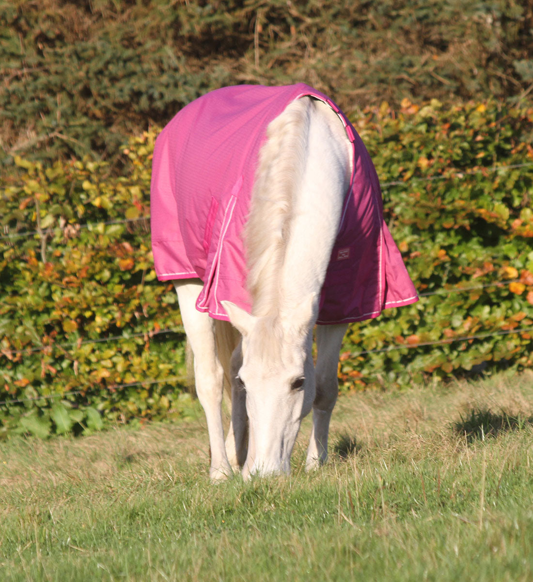 Vinterdækken i 350g i farven magenta haze, dækkenet er med rose gold spænder.