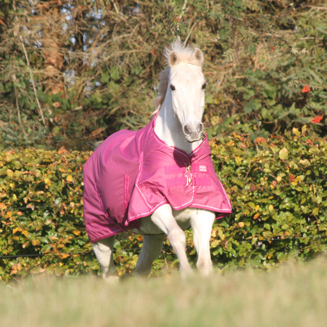 Magenta haze farvet vinterdækken 350g