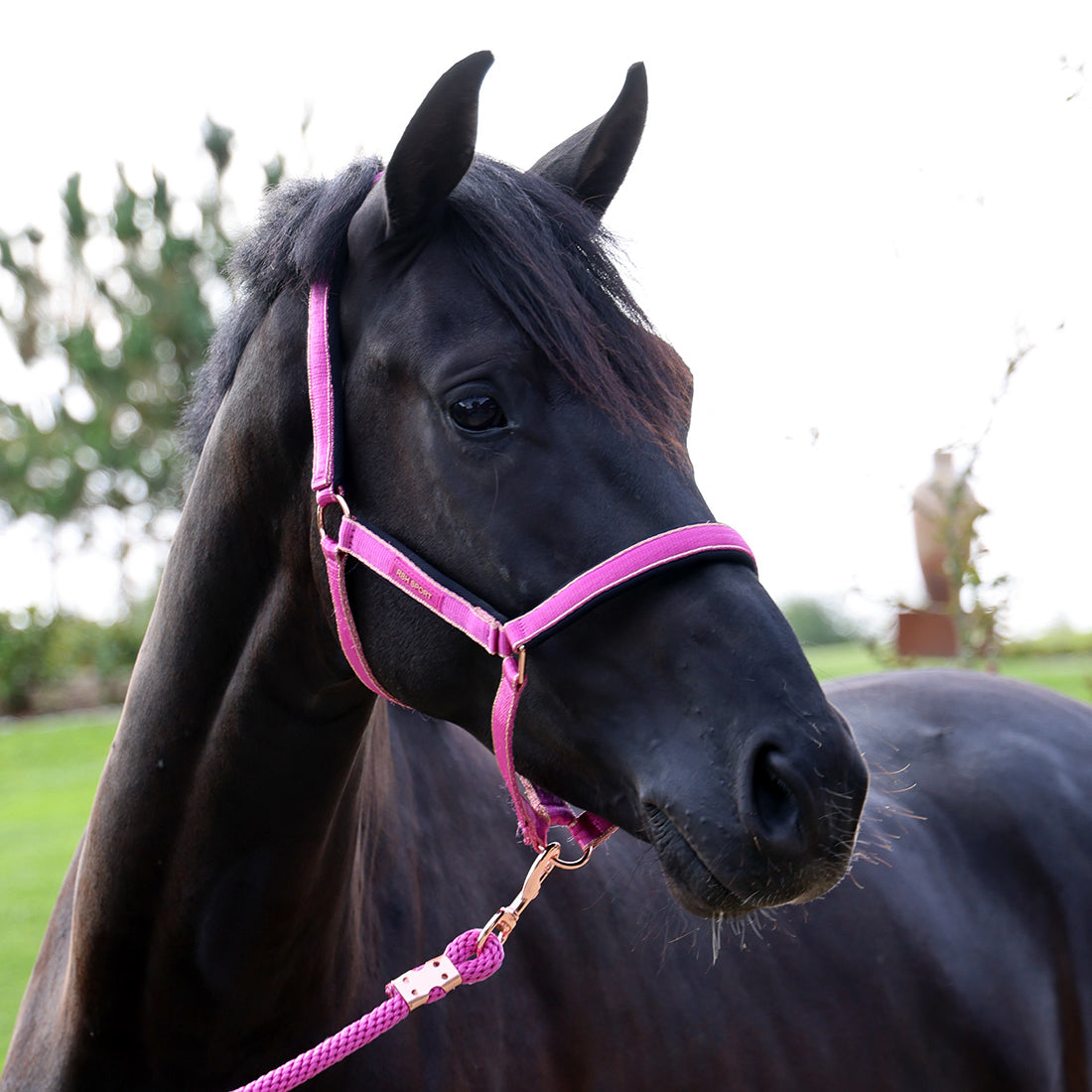 Grime i Magenta Haze