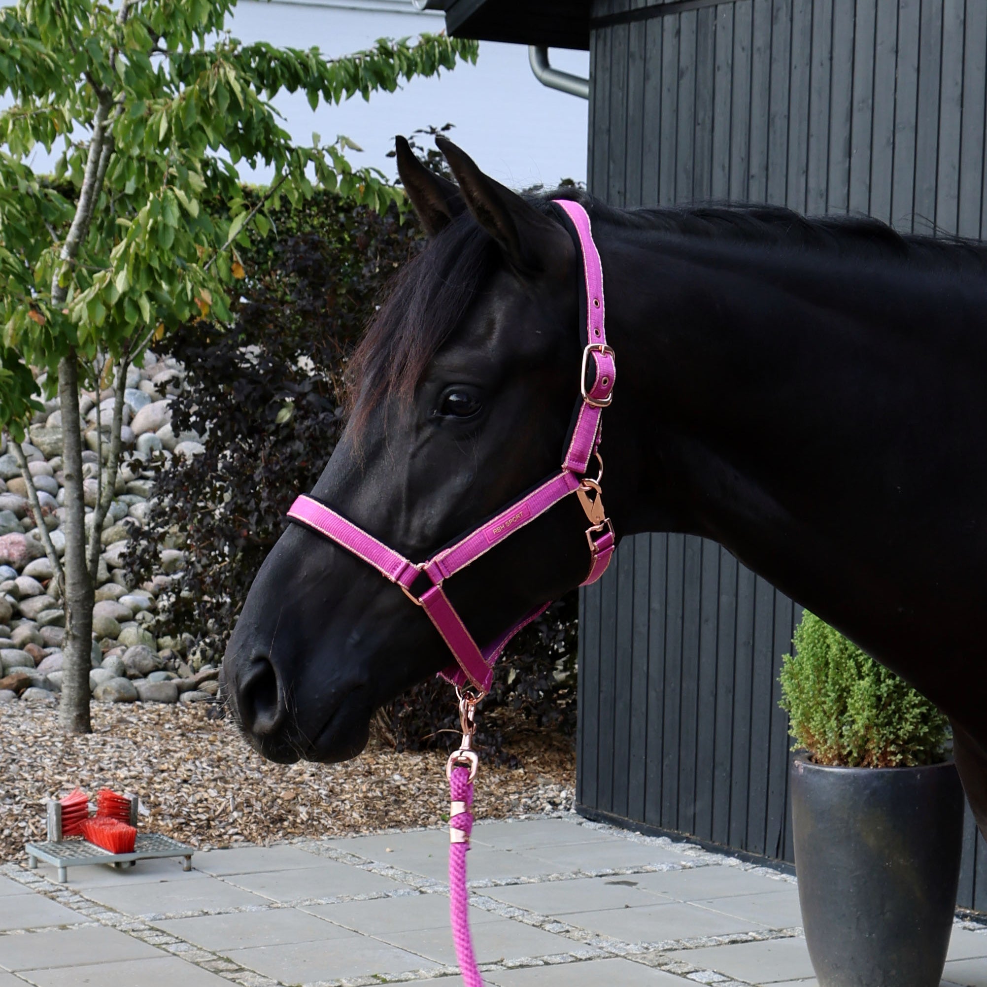 Grime i farven magenta haze vist på hest.