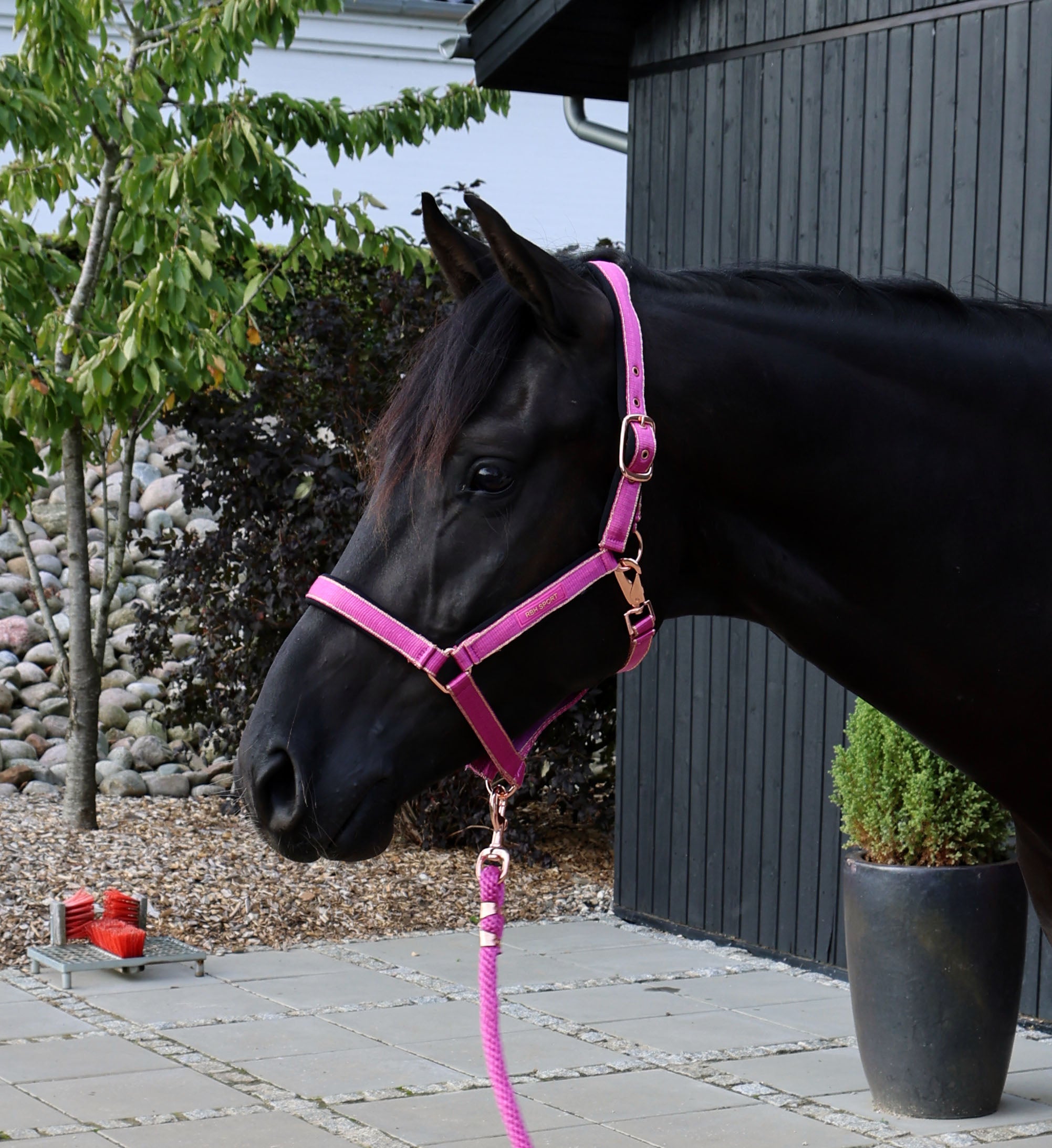 Grime i farven magenta haze vist på hest.
