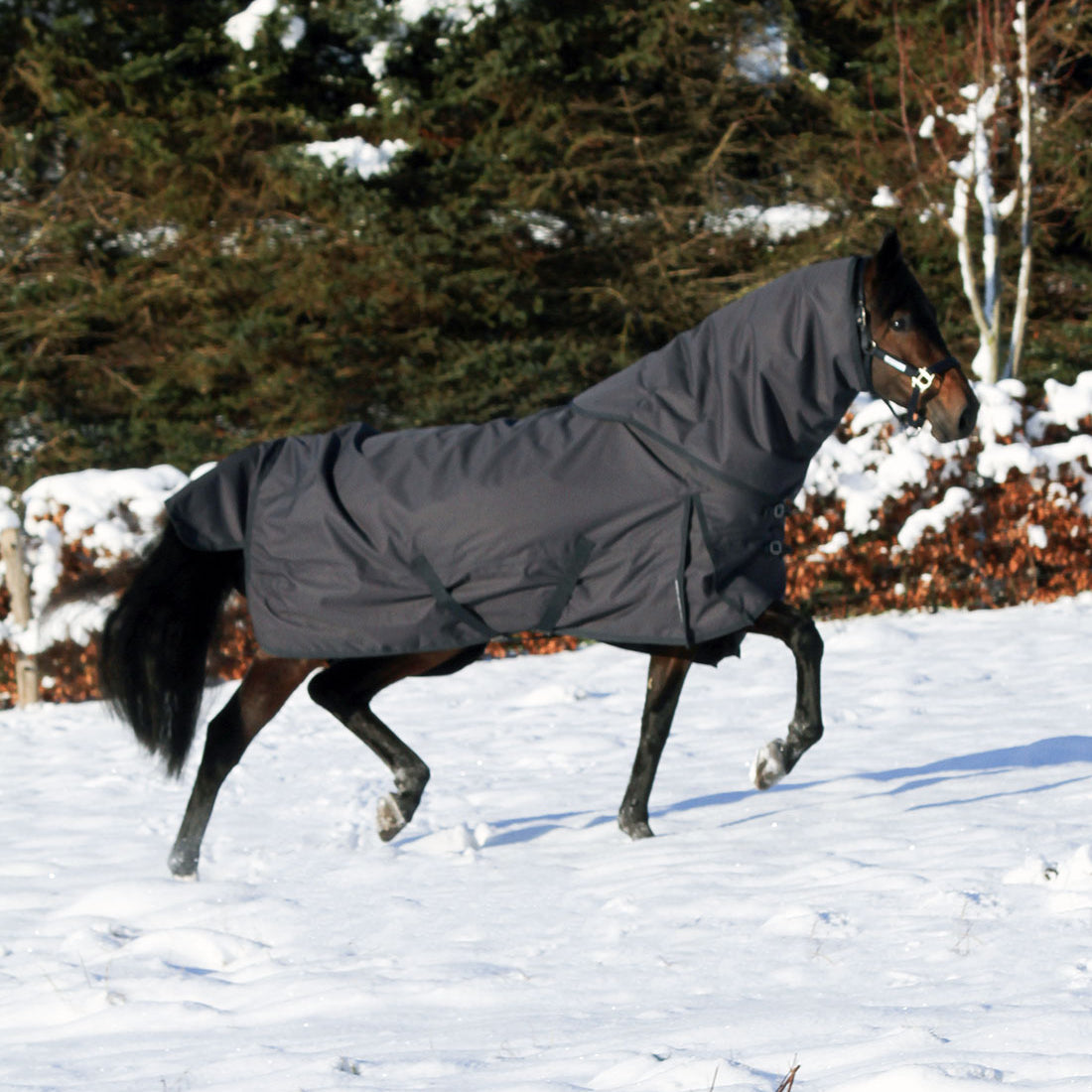 Dækkenhals til platinum dækkenet ses her på hest i vintersne på folden set fra venstre side