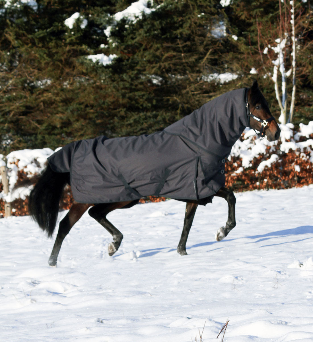 Dækkenhals til platinum dækkenet ses her på hest i vintersne på folden set fra venstre side