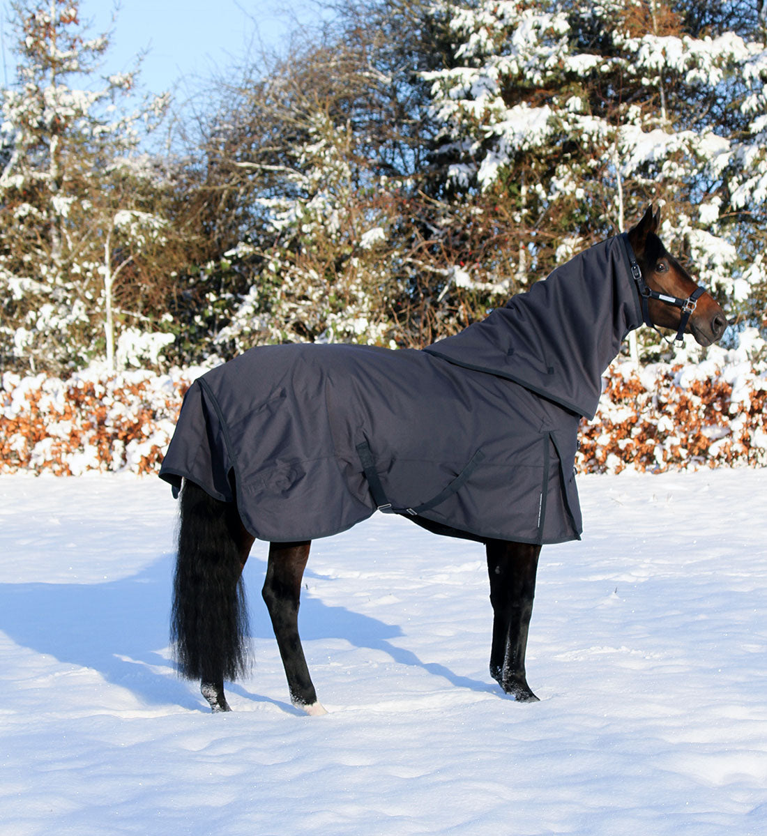 Platinum dækkenhals set på stående hest i vintersne.