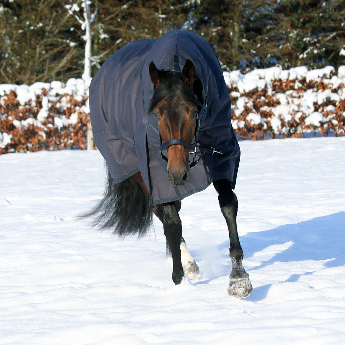 Dækkenhals til platinum dækkenet ses her på hest i vintersne på folden