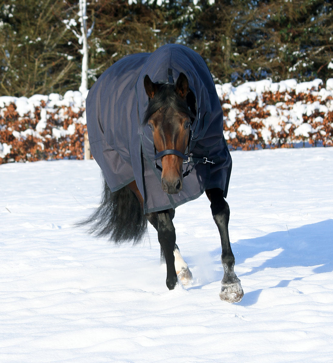 Dækkenhals til platinum dækkenet ses her på hest i vintersne på folden