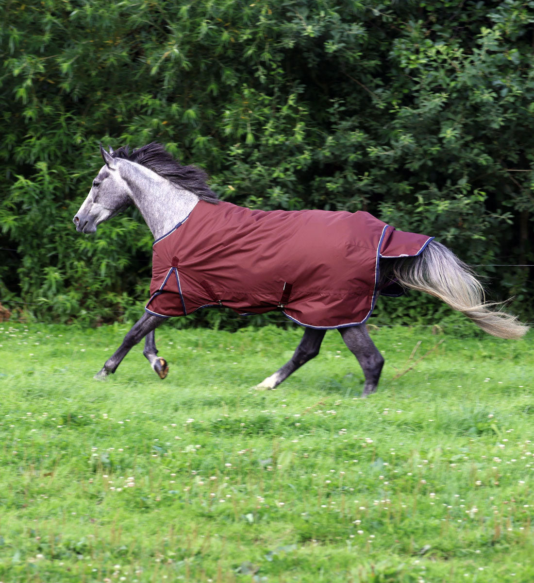 100g dækken i bordeaux, set fra venstre side på hest i galop.
